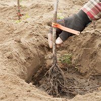 Tree Planting