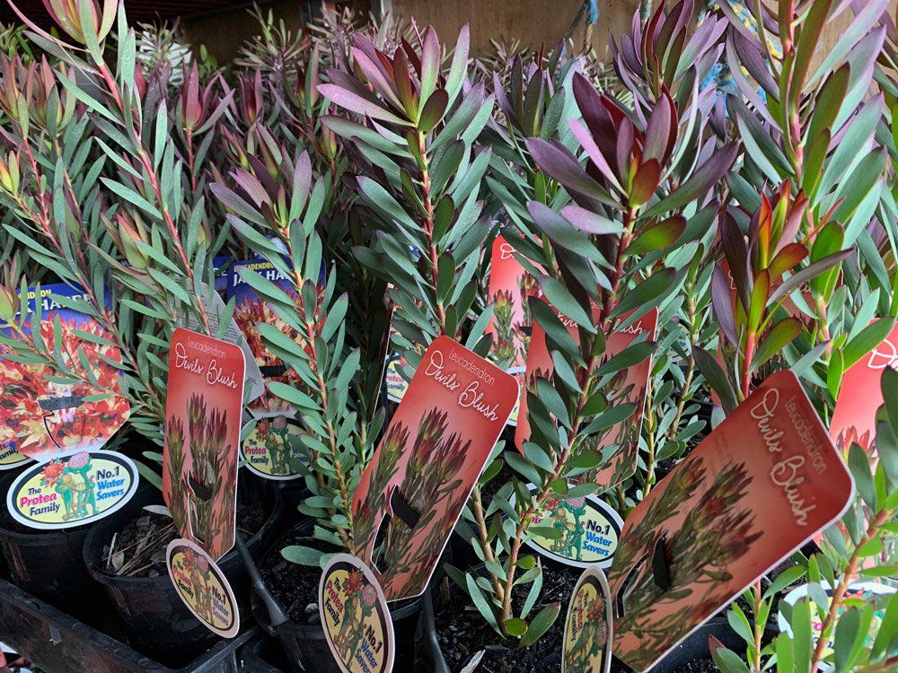 Leucadendron Devils Bush