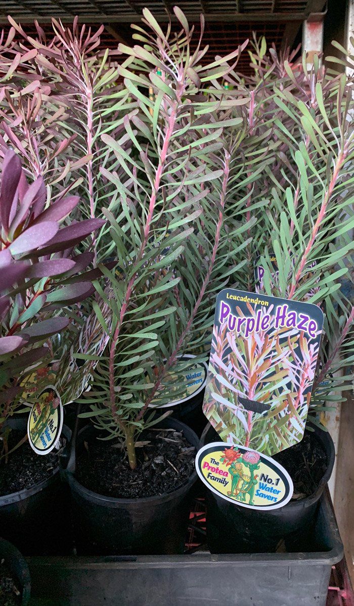 Leucadendron Purple Haze
