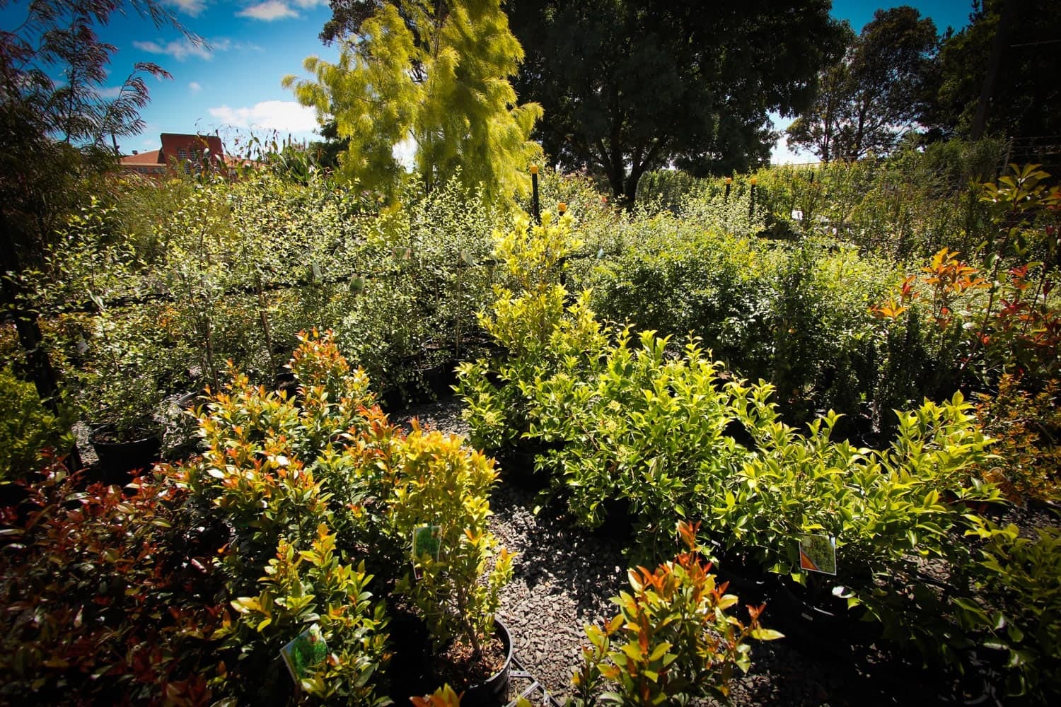 Indoor-and-Outdoor-Plants