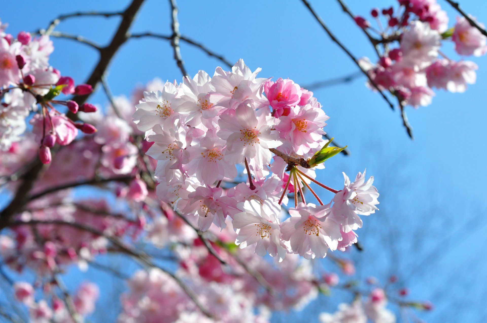 pink blossom