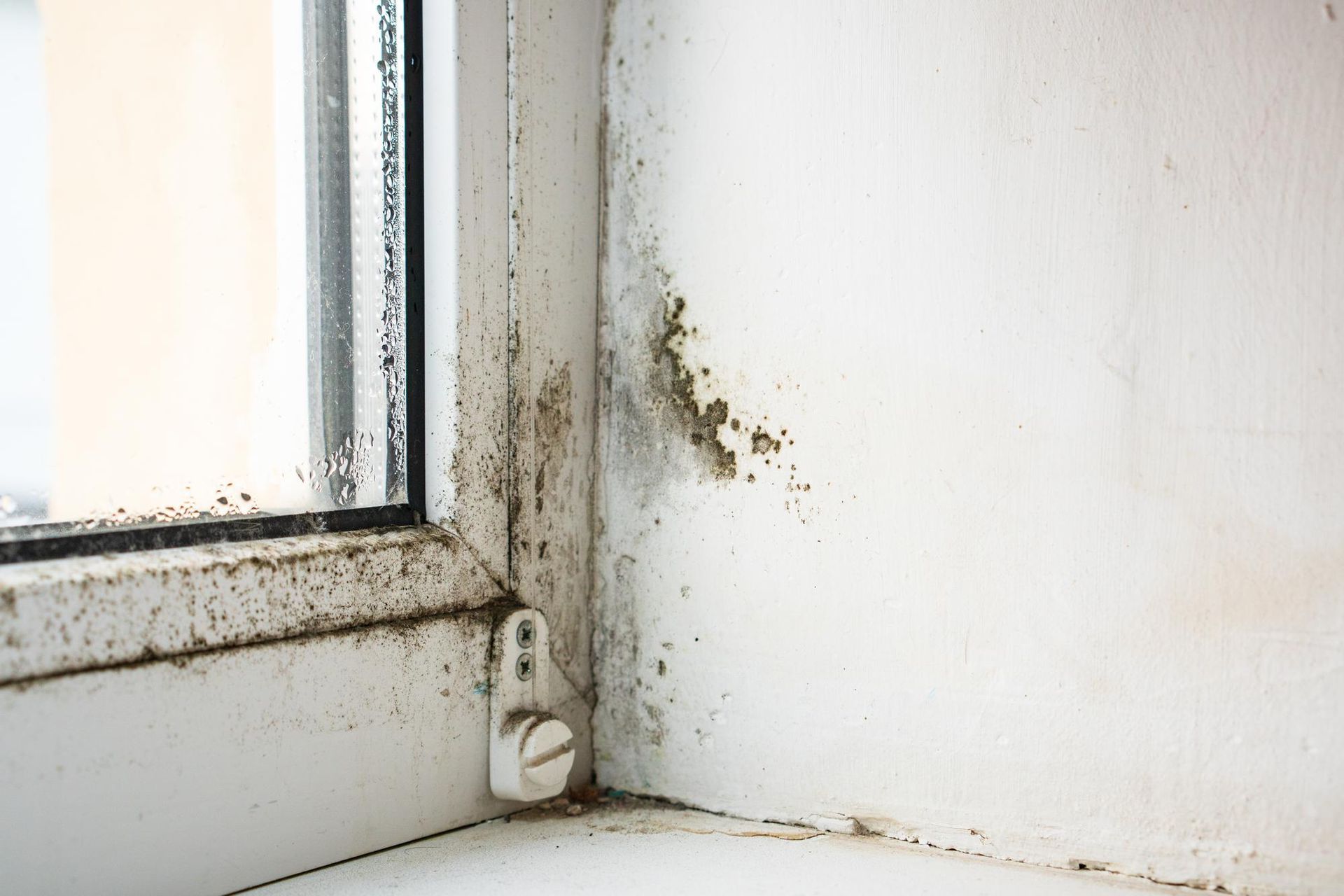 A corner of a window with mold growing on it.