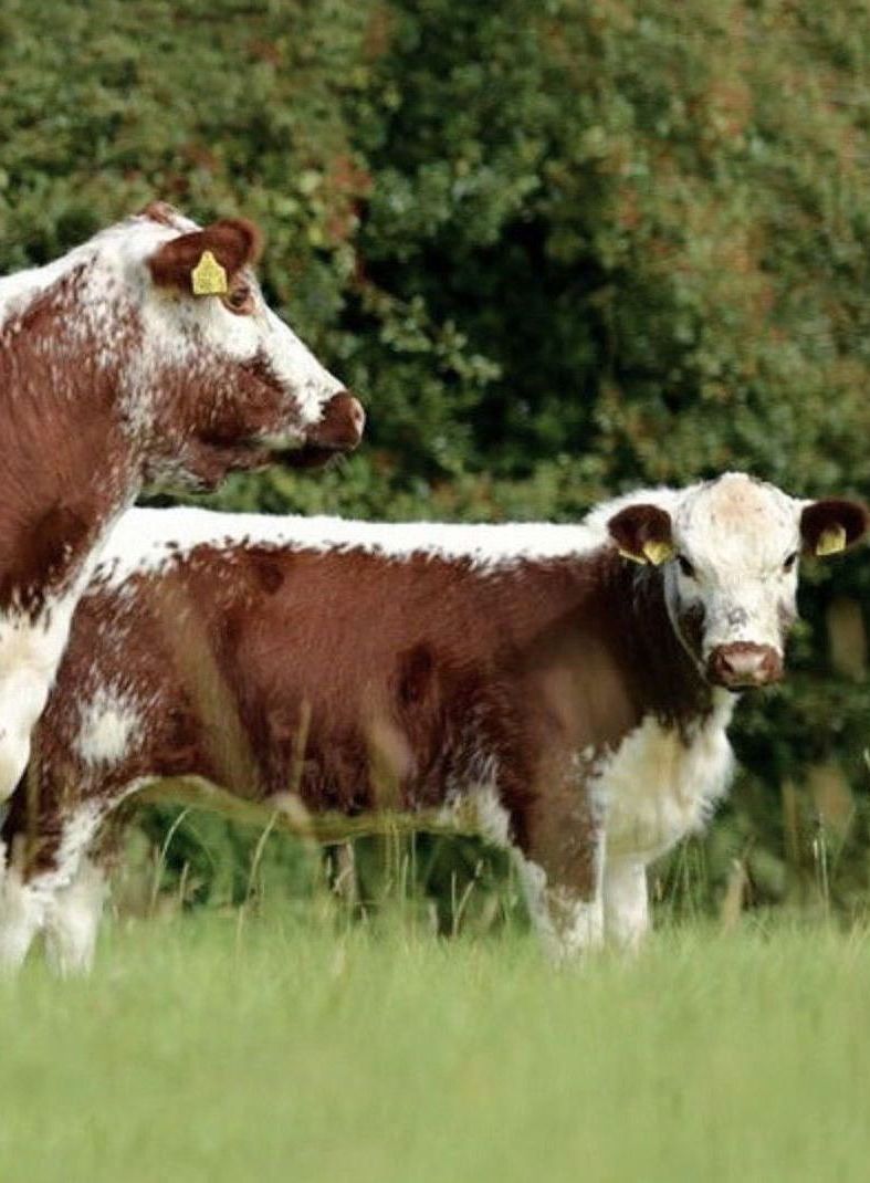 Irish Moiled IvyHome Farm