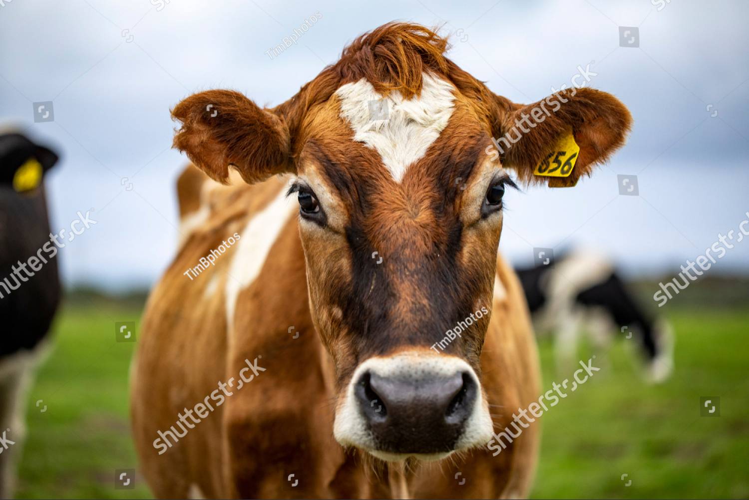 Cows
