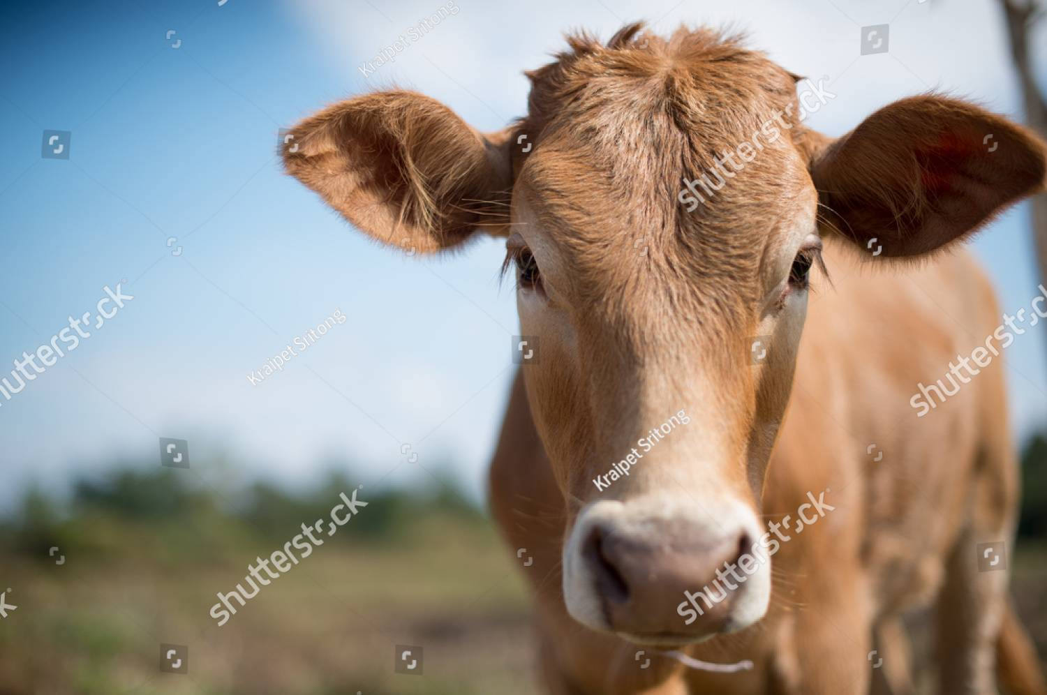 Cows