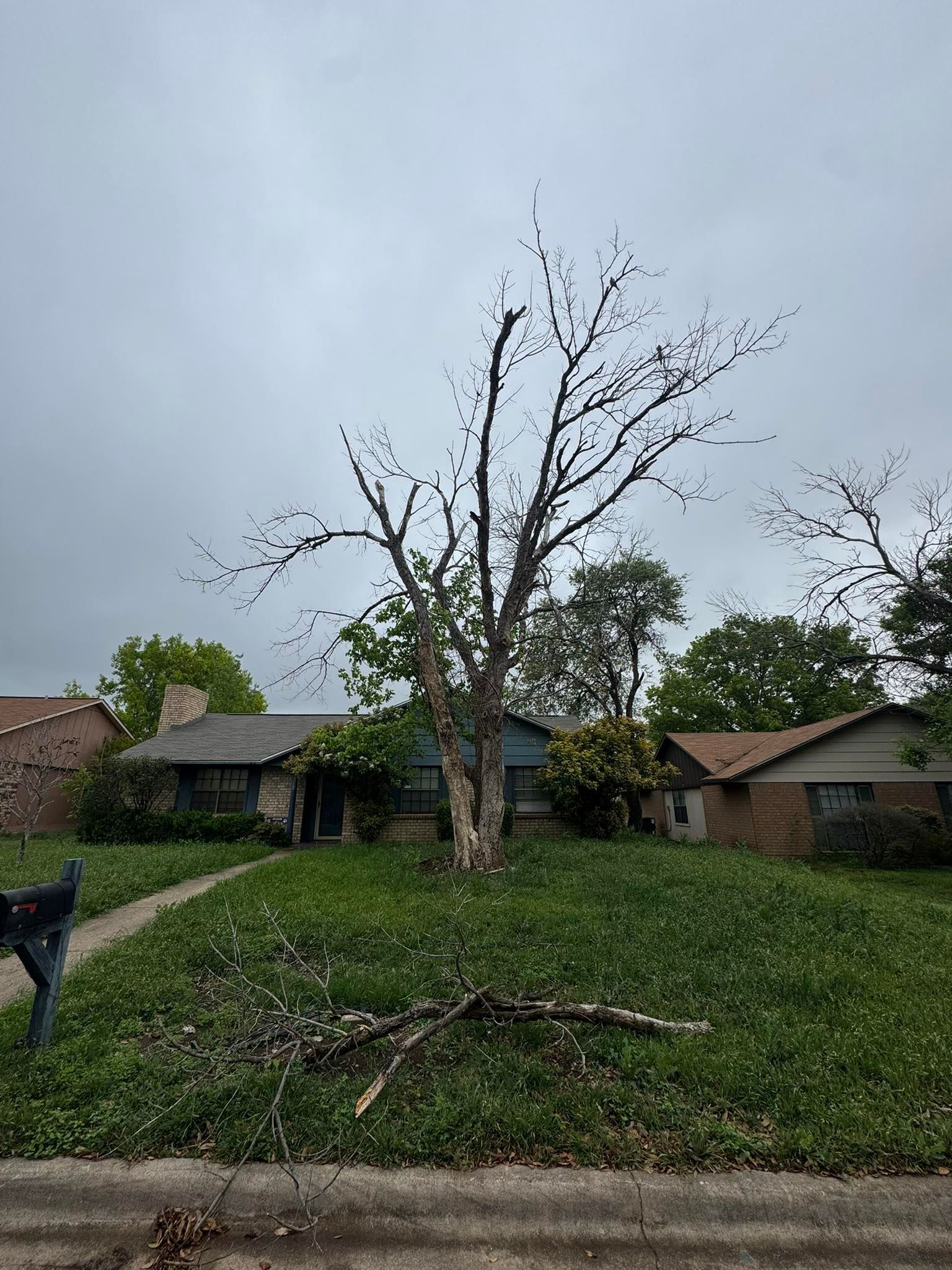 A tree with a lot of branches is in front of a house.