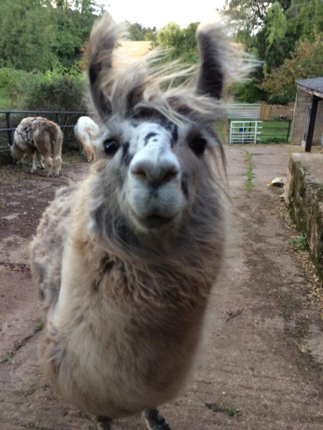 Meet the Pocket Rocket