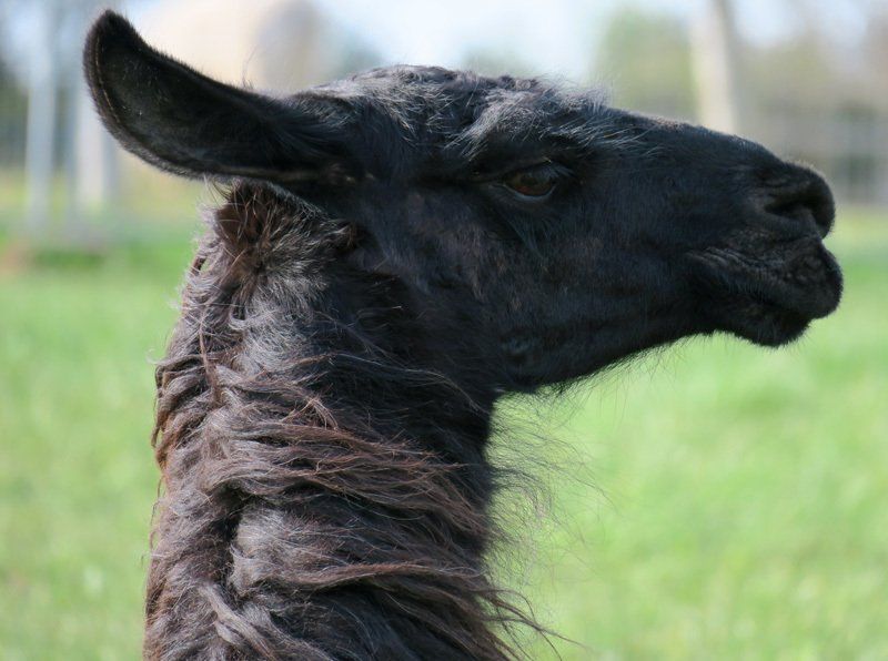 Briery Hill Llamas 4