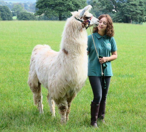 Briery Hill Llamas 3