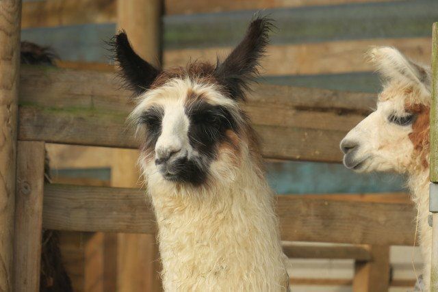 Briery Hill Llamas 6