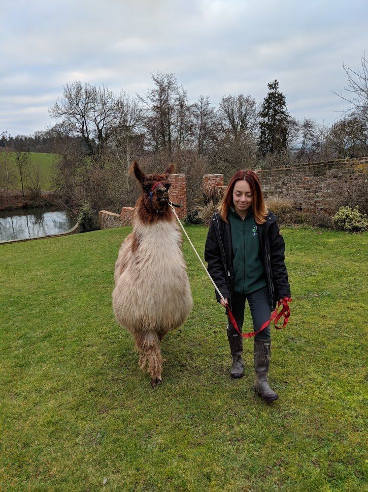 Briery Hill Llamas 7