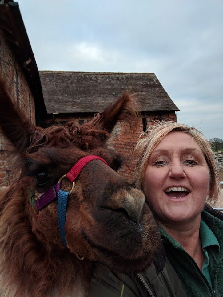 Briery Hill Llamas 8