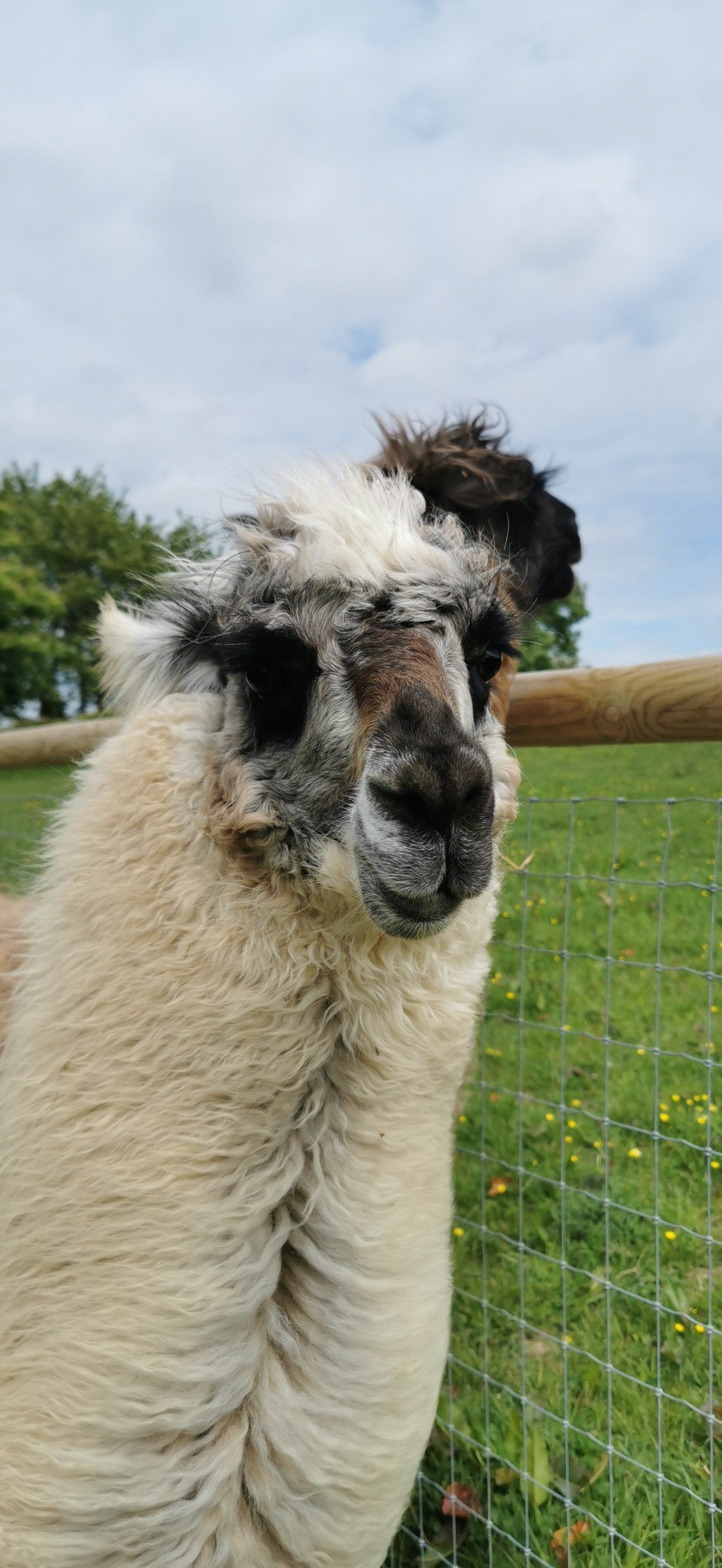 Briery Hill Llamas 3