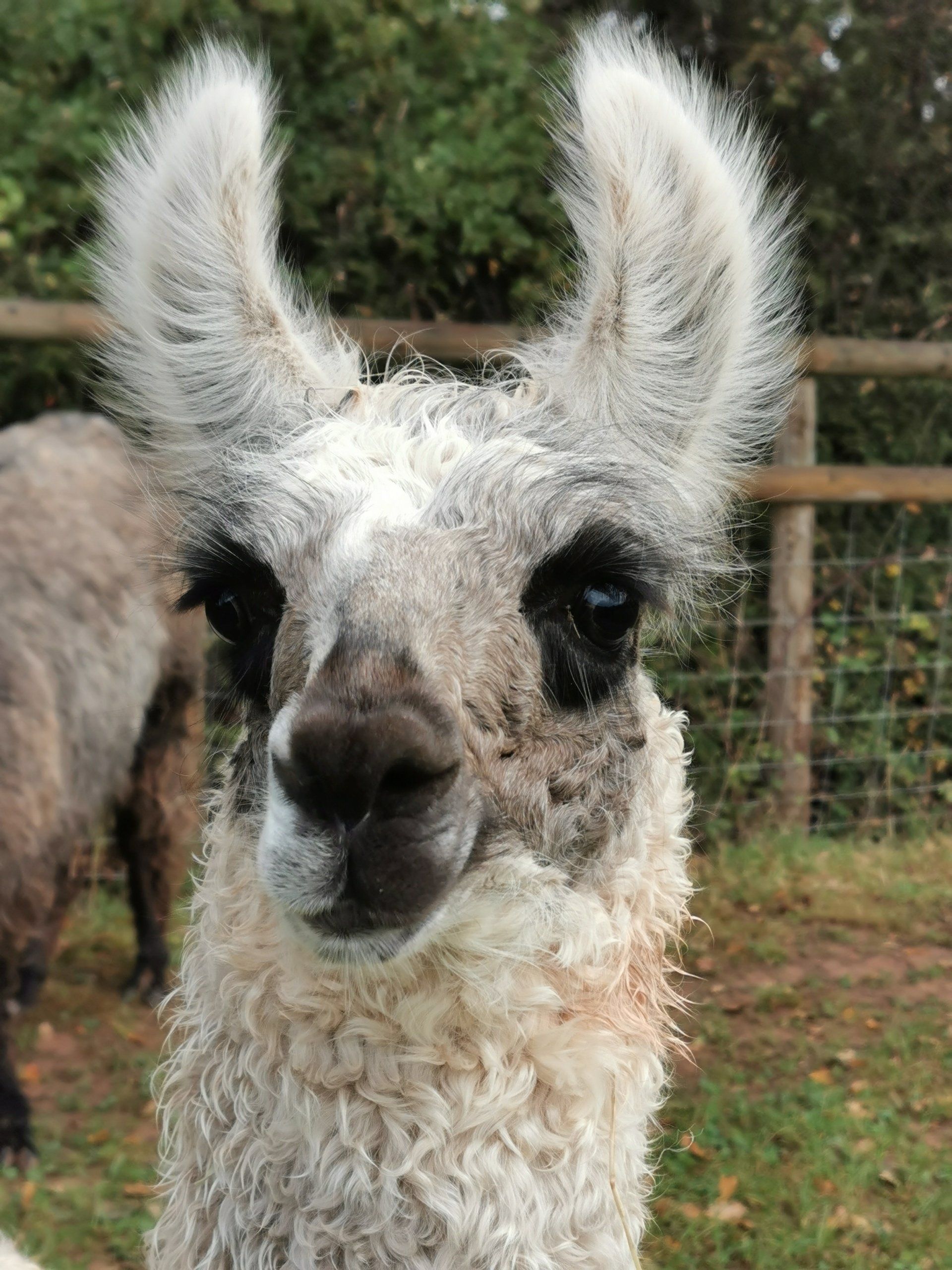 Briery Hill Llamas 2