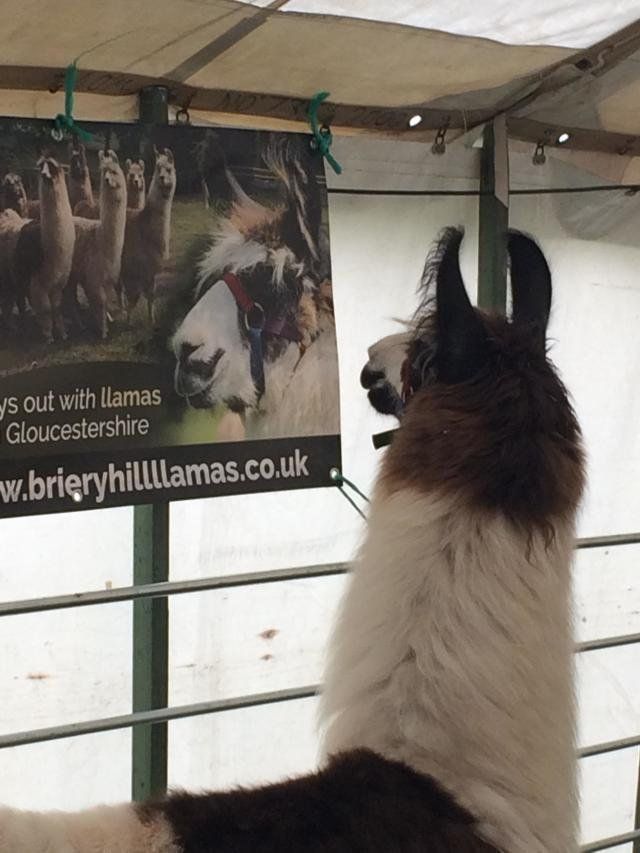 Briery Hill Llamas 2