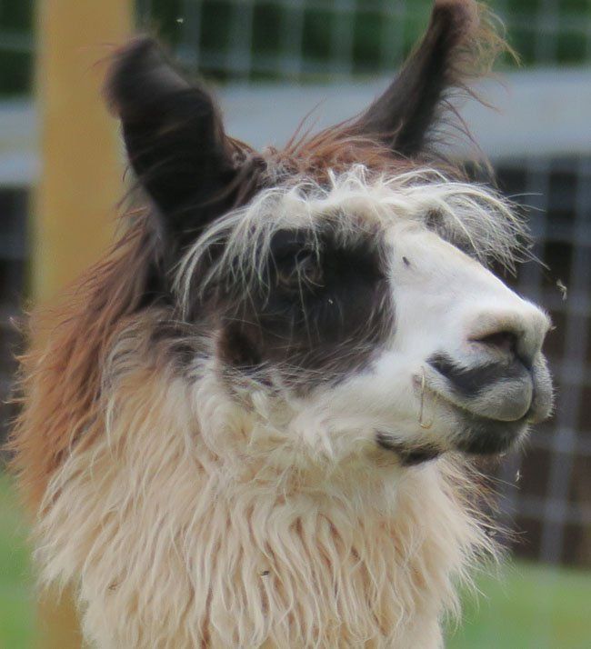 Briery Hill Llamas 1