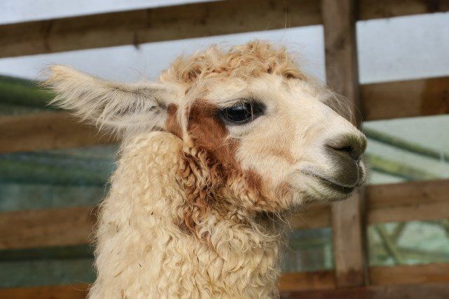 Briery Hill Llamas 2