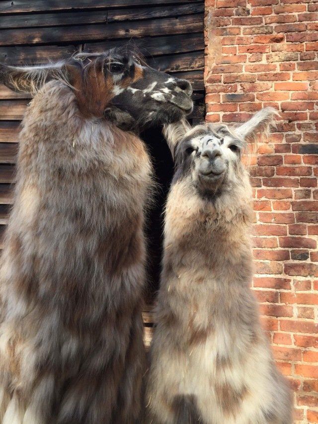 Briery Hill Llamas 8