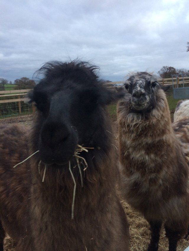 Briery Hill Llamas 5