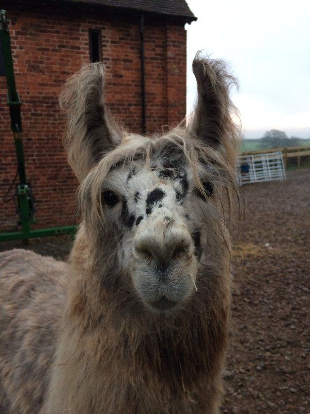 Briery Hill Llamas 5