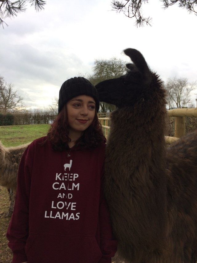 Briery Hill Llamas 2