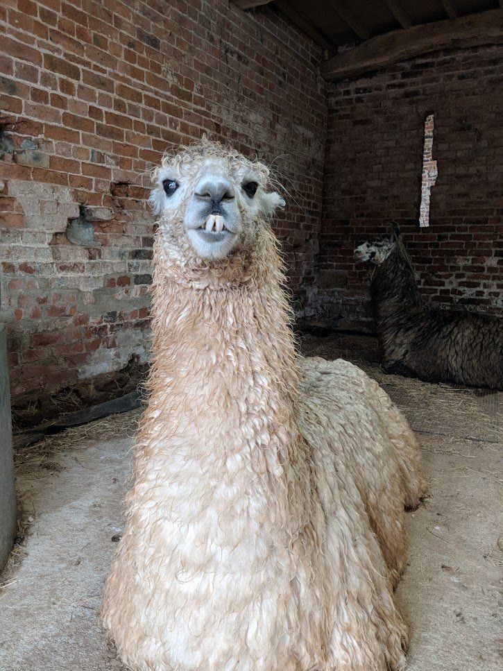 Briery Hill Llamas 8