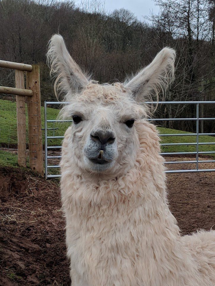 Briery Hill Llamas 4