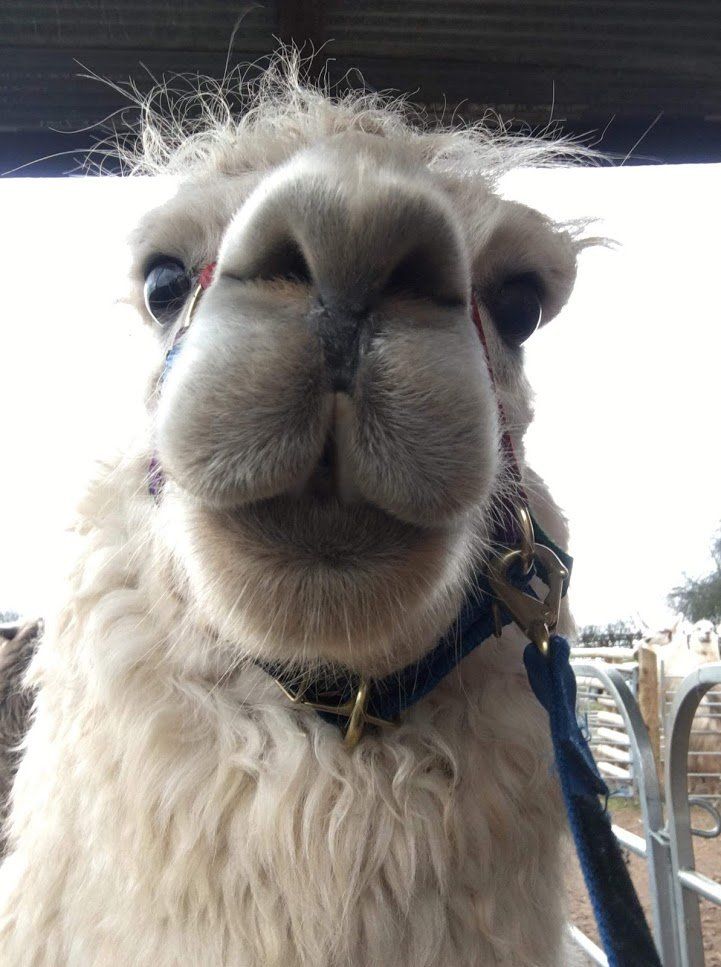 Briery Hill Llamas 3