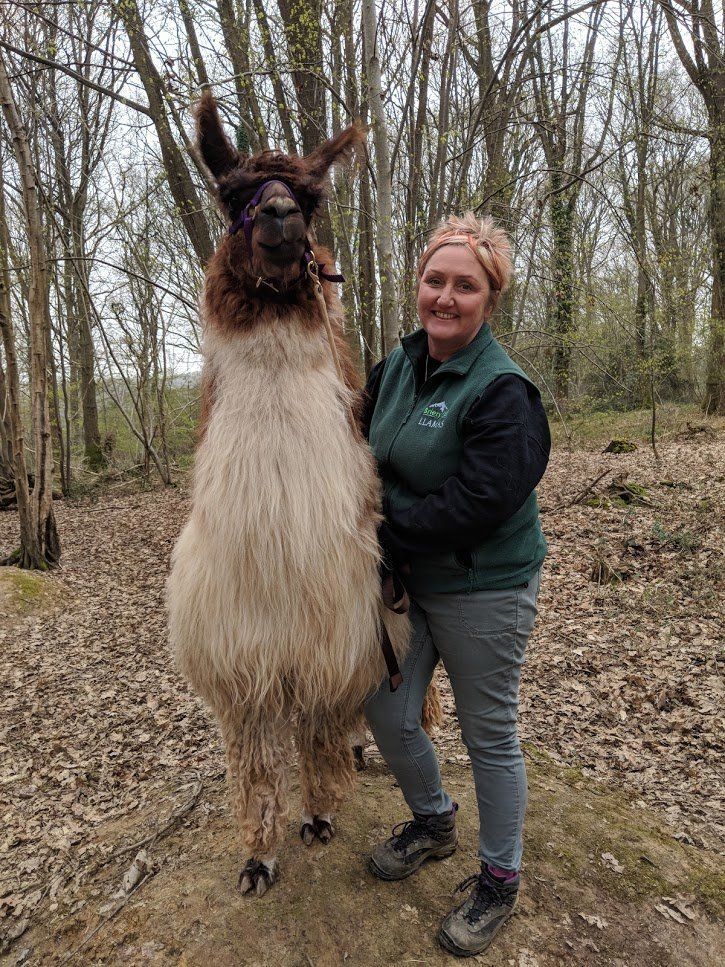 Briery Hill Llamas 2