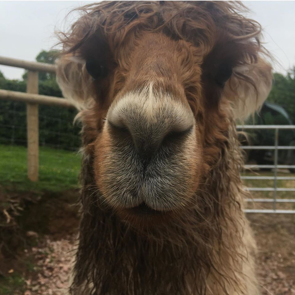 Briery Hill Llamas 4