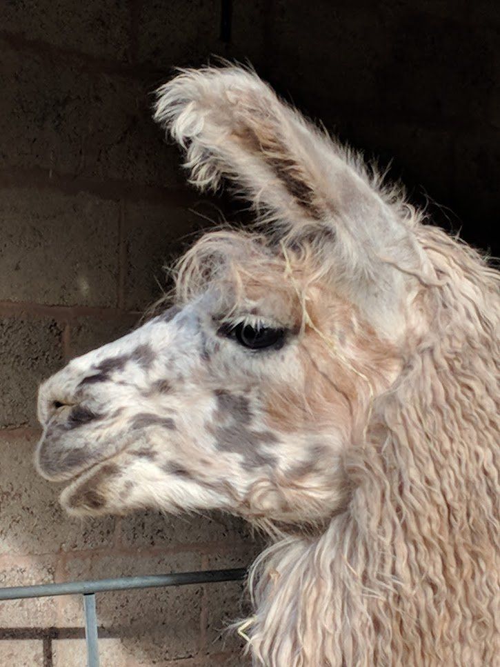 Briery Hill Llamas 7