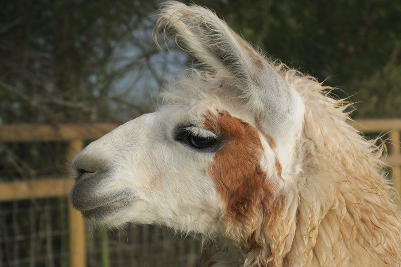 Briery Hill Llamas 5