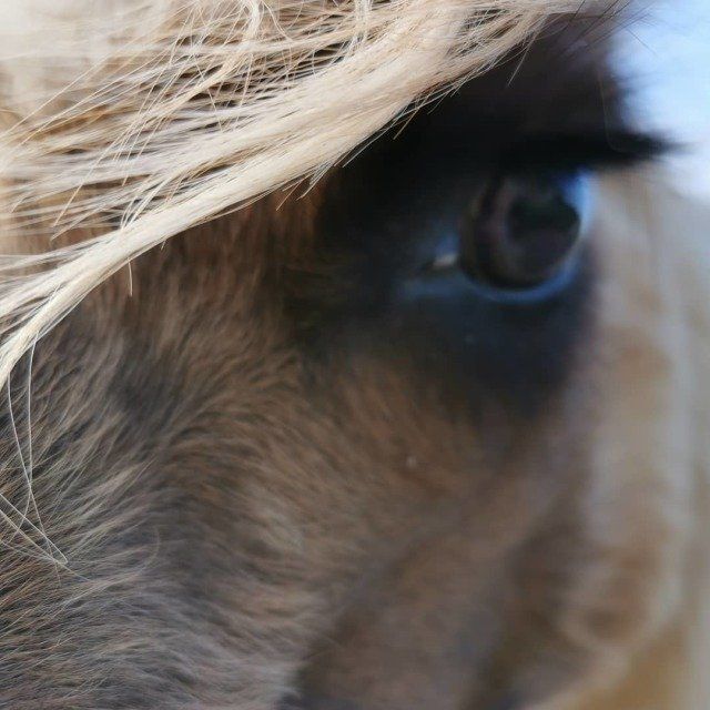 Briery Hill Llamas 4