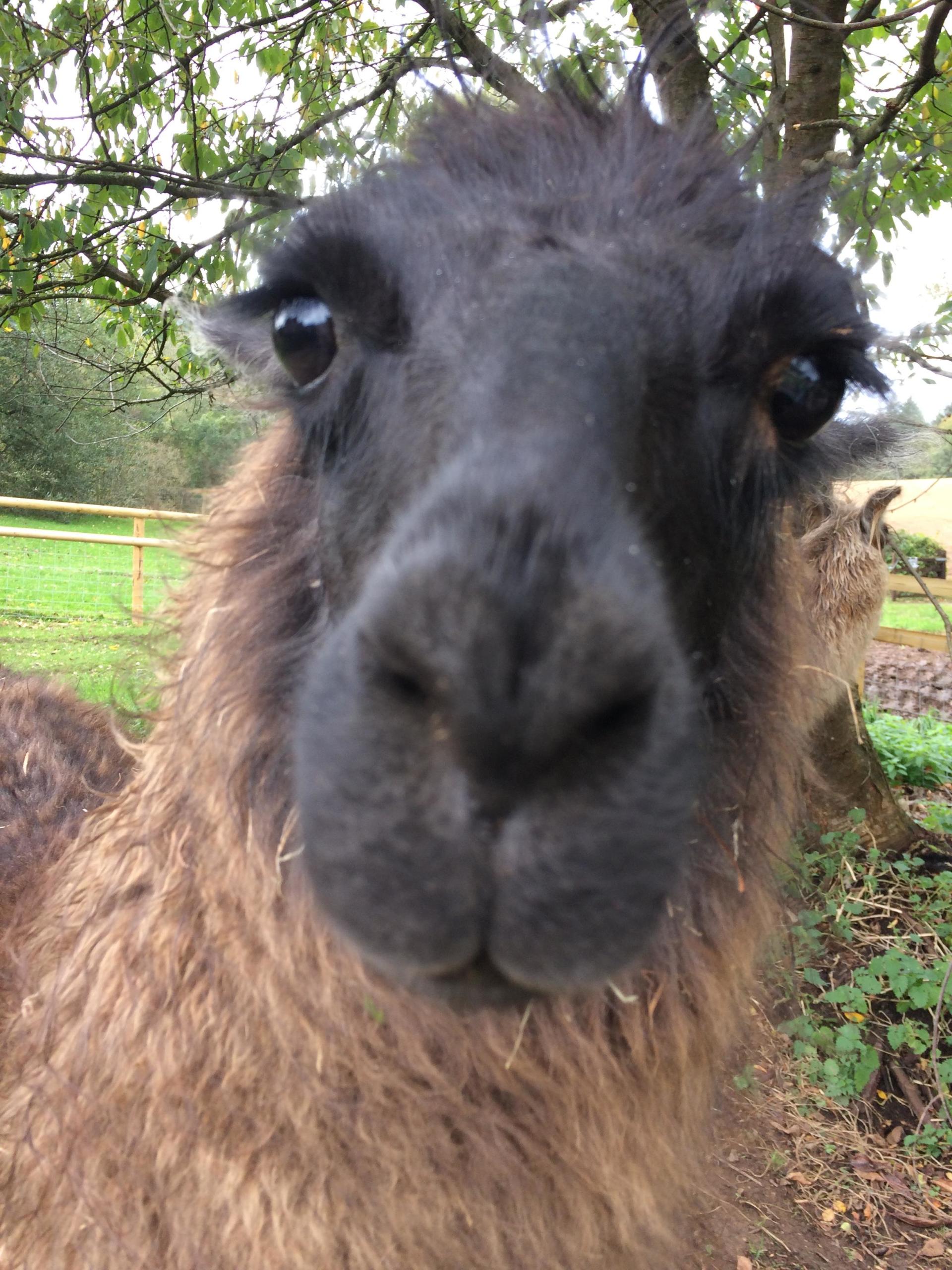 Briery Hill Llamas 1