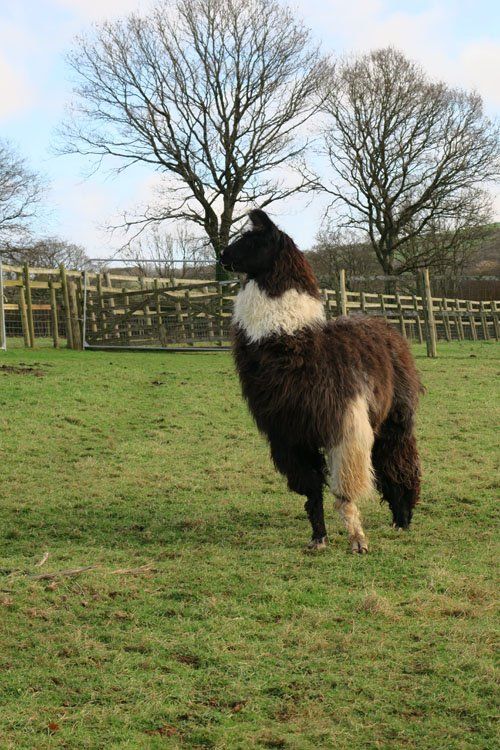Briery Hill Llamas 2