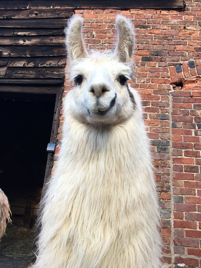 Llama on a farm