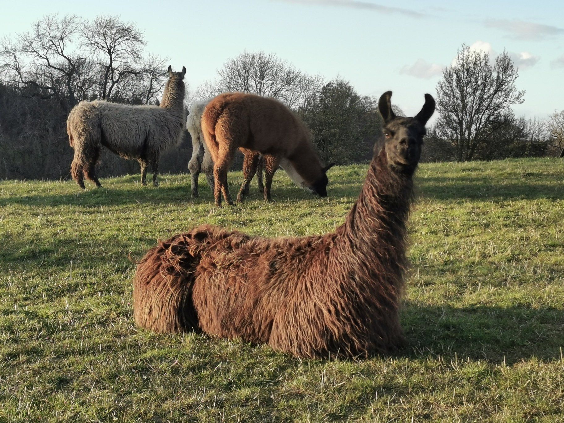 Briery Hill Llamas 1