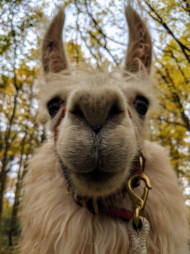 Briery Hill Llamas 3