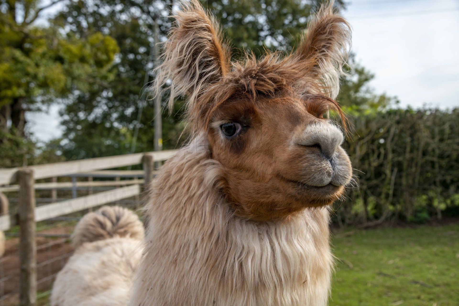 Briery Hill Llamas 1