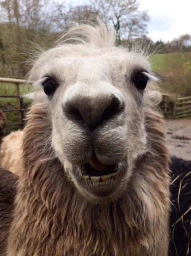 Briery Hill Llamas 9