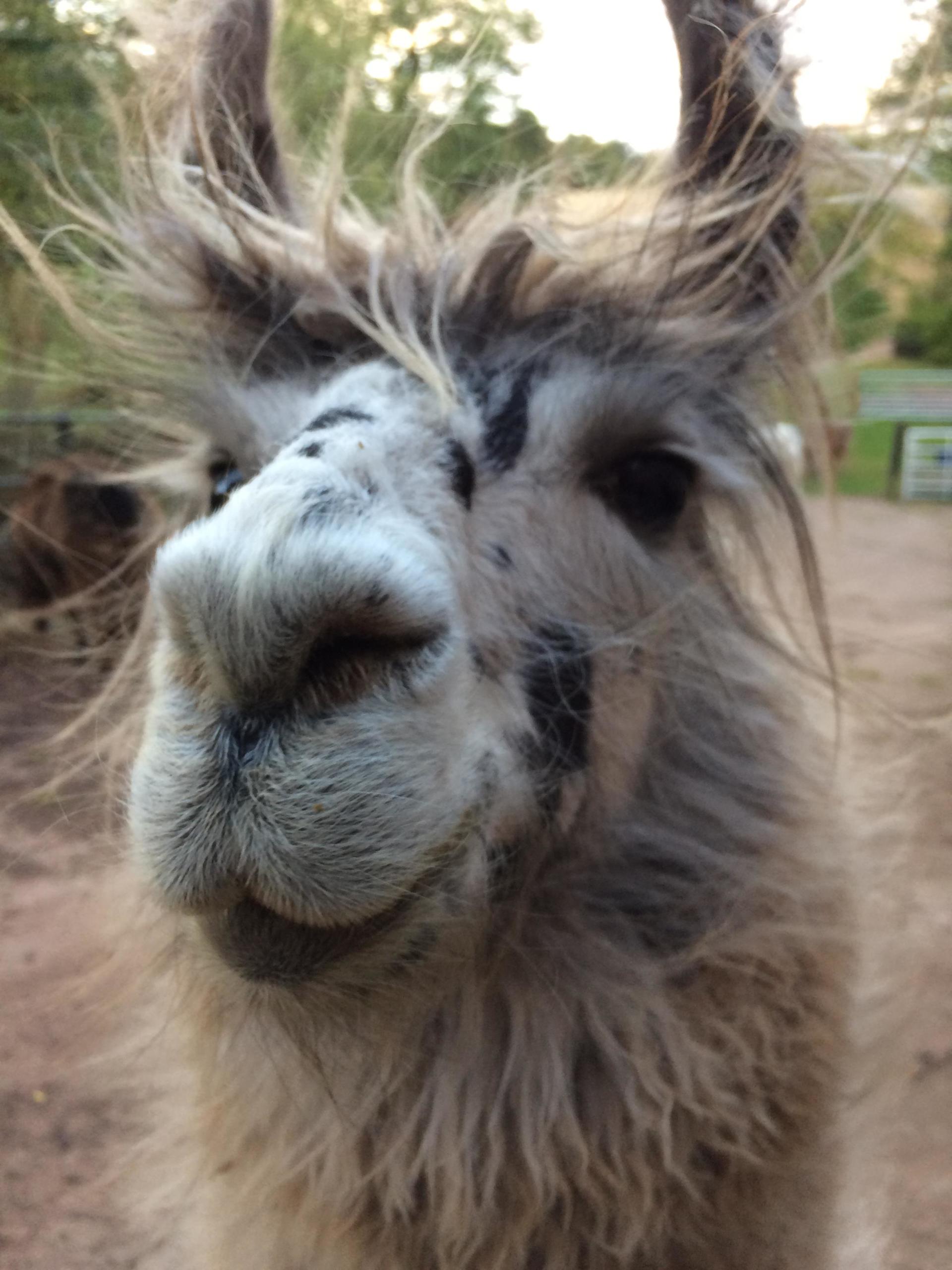 Briery Hill Llamas 6