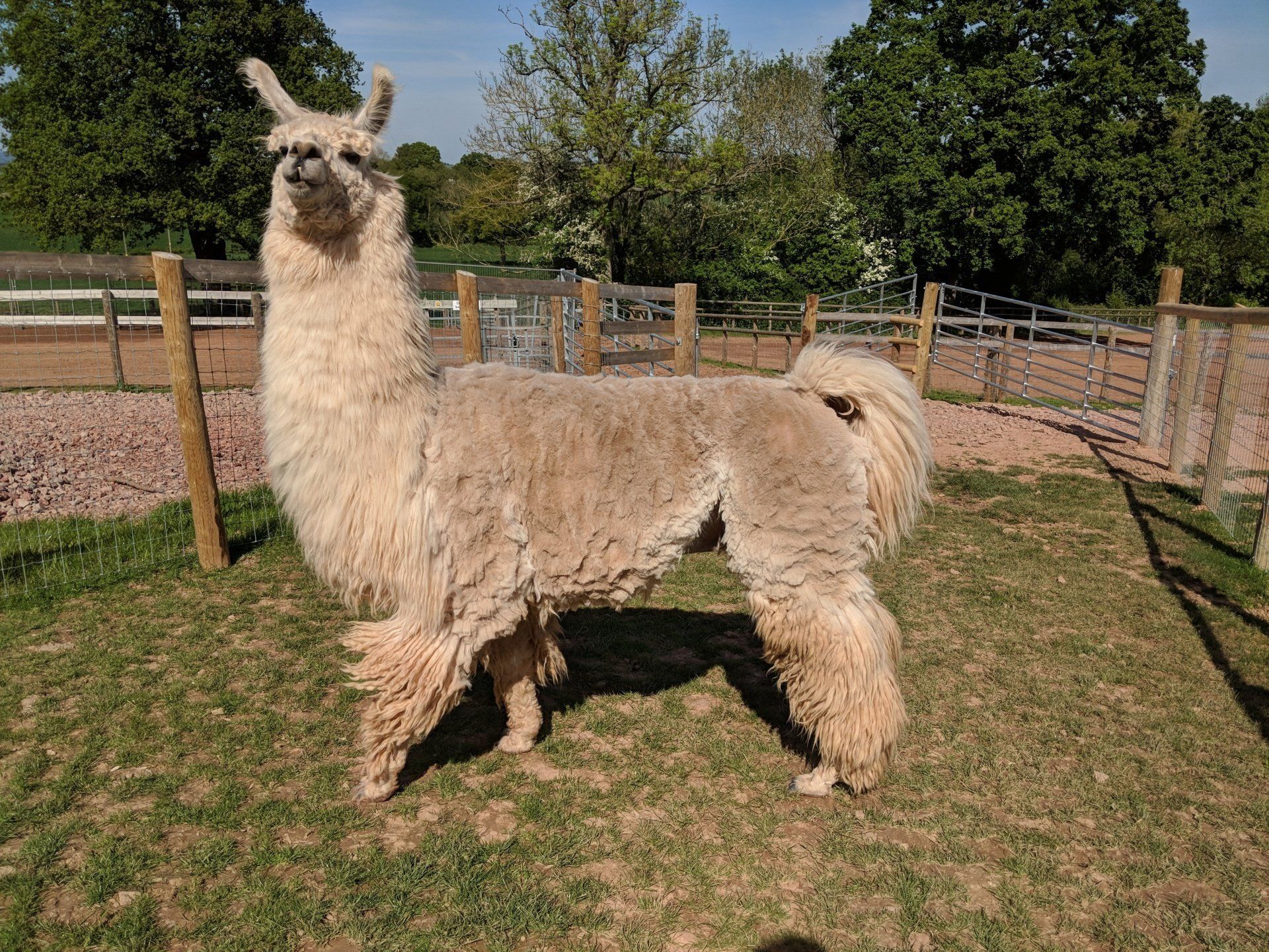 Briery Hill Llamas 1