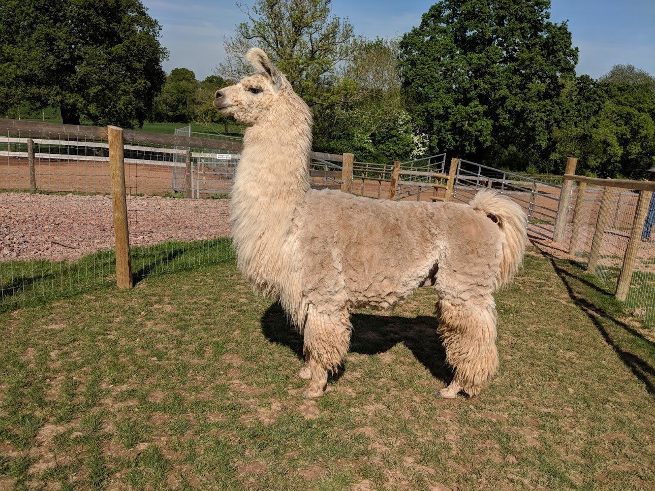 Briery Hill Llamas 5