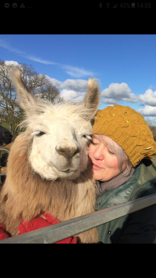 Briery Hill Llamas 1