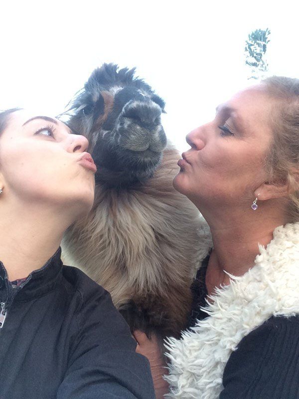 Briery Hill Llamas 3