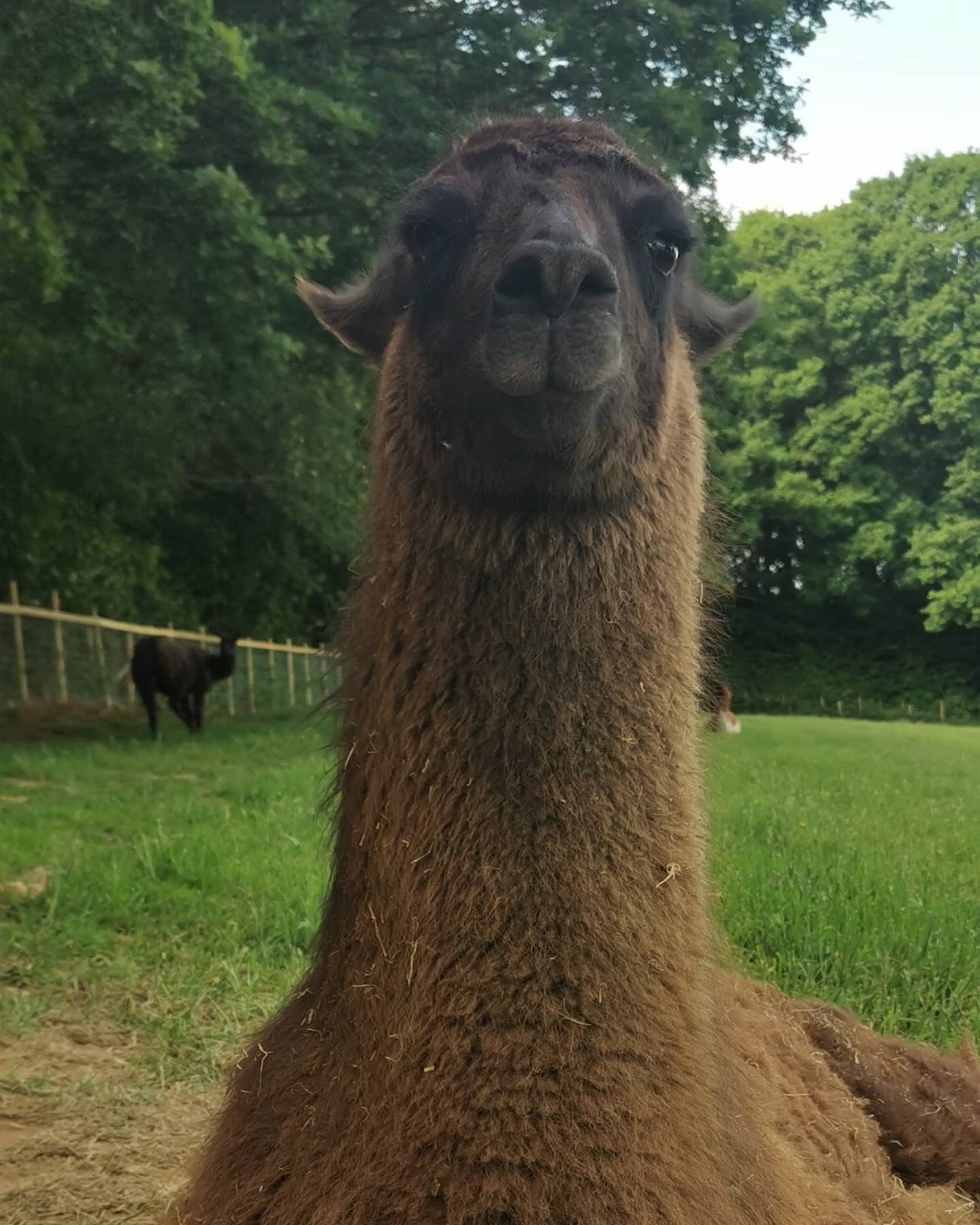 Llama on a farm