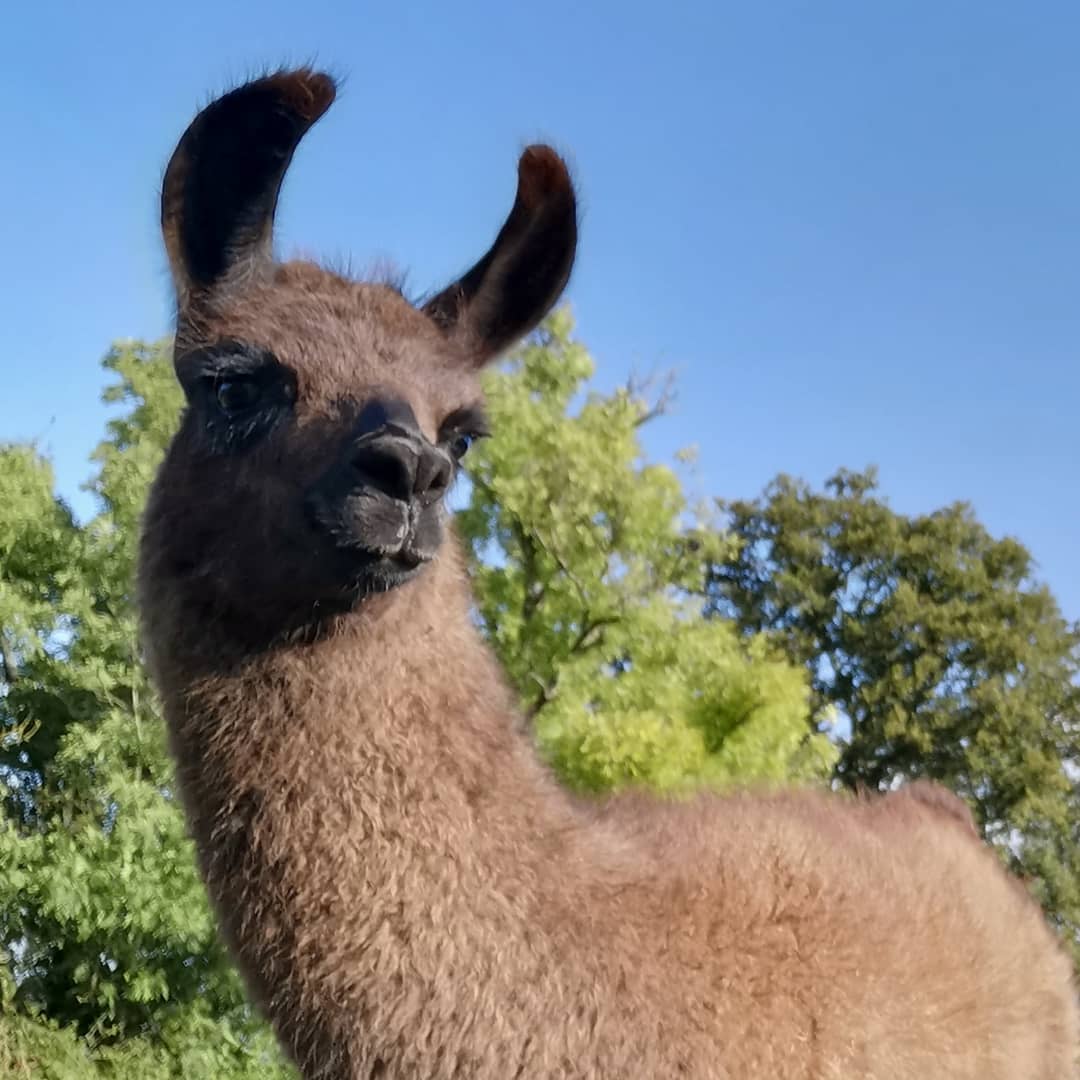 Llama on a farm