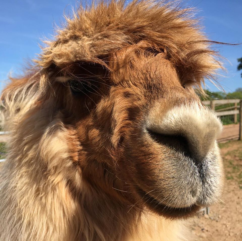 Briery Hill Llamas 3