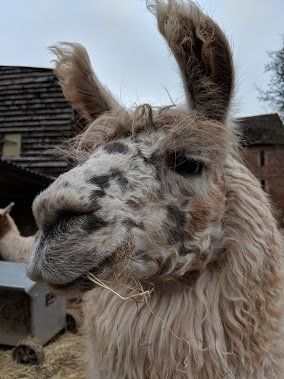 Briery Hill Llamas 4