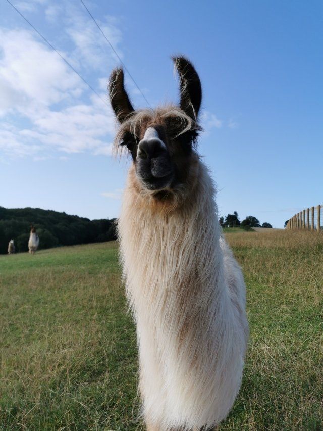 Briery Hill Llamas 2